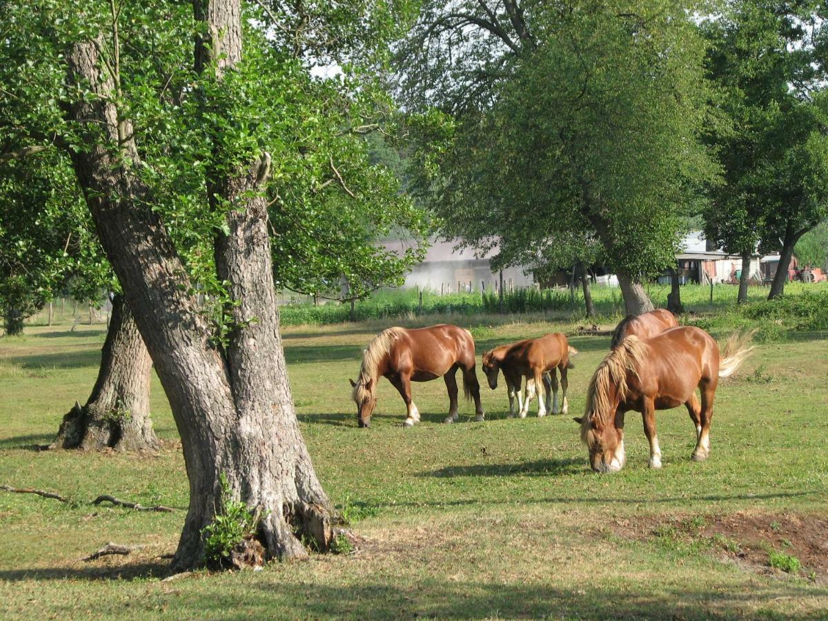 Vila Strefa Kampinos Brochów Exteriér fotografie